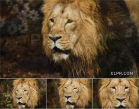 实拍成年雄狮子肖像慢动作拍摄 PR/AE/FCPX视频素材